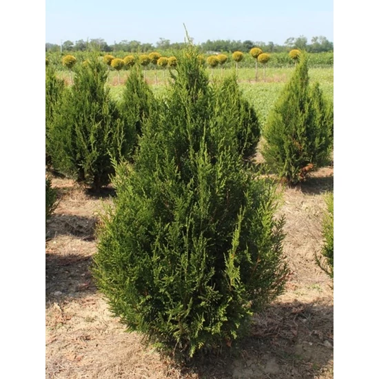 Óriás tuja THUJA PLICATA ATROVIRENS 80/100*