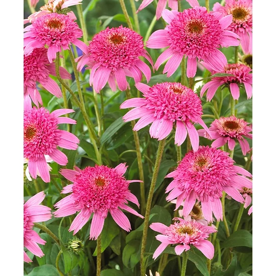 Bíbor kasvirág PURPUREA PINK DOUBLE DELIGHT CS15