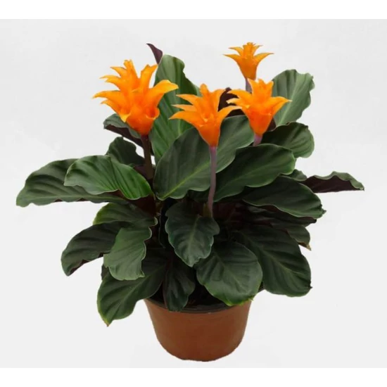 Sáfrányos zebralevél CALATHEA MEDALLION CS17