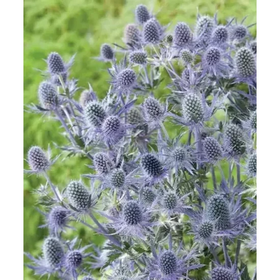 Iringó ERYNGIUM MAGICAL BLUE LAGOON CS15