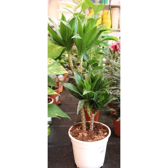 Sárkányfa DRACAENA COMPACTA CS12