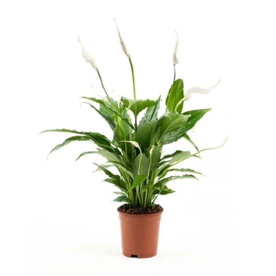 Vitorlavirág SPATHIPHYLLUM BELLINI CS13