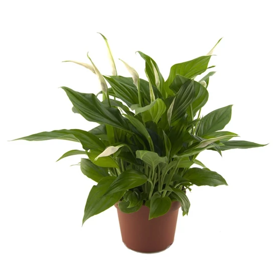 Vitorlavirág SPATHIPHYLLUM SILVER CUPIDO CS17