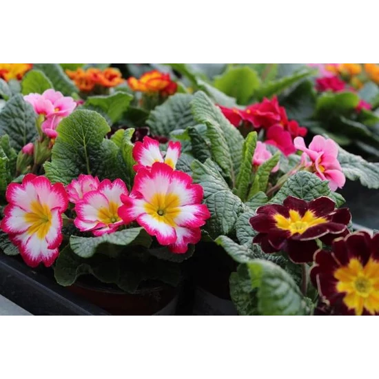 Kankalin PRIMULA    