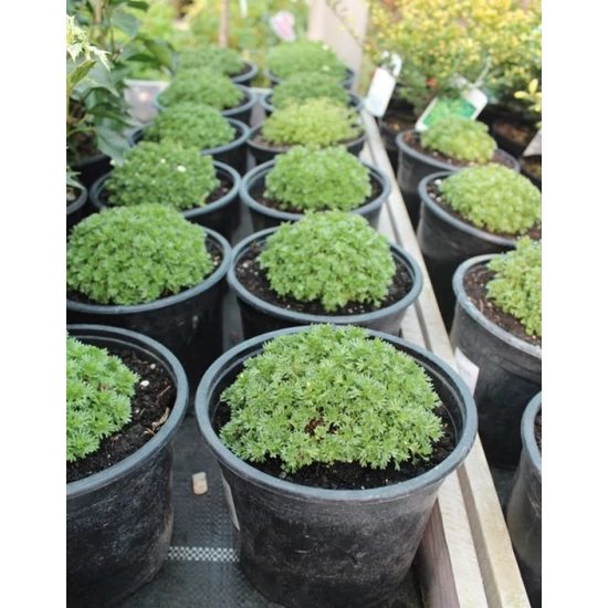 Kőtörőfű  SAXIFRAGA PETER PAN CS17