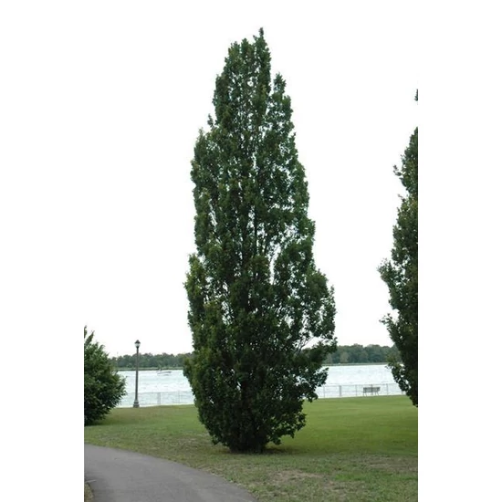 Oszlopos mocsári tölgy