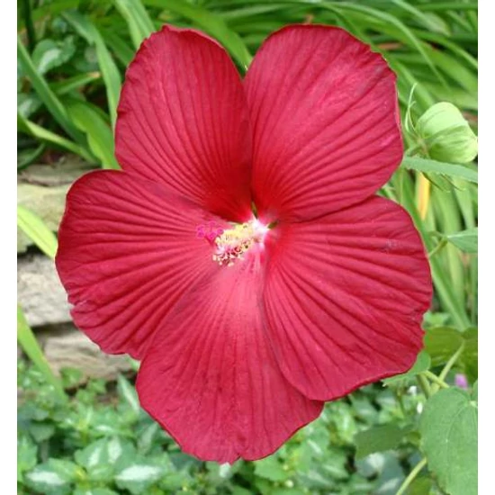 Mocsári hibiszkusz HIBISCUS MOSCHEUTOS 30/40 K4 