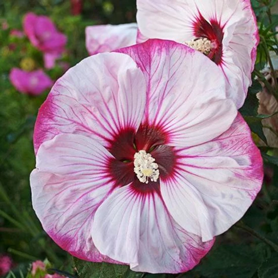 Mocsári hibiszkusz ROSE K5   