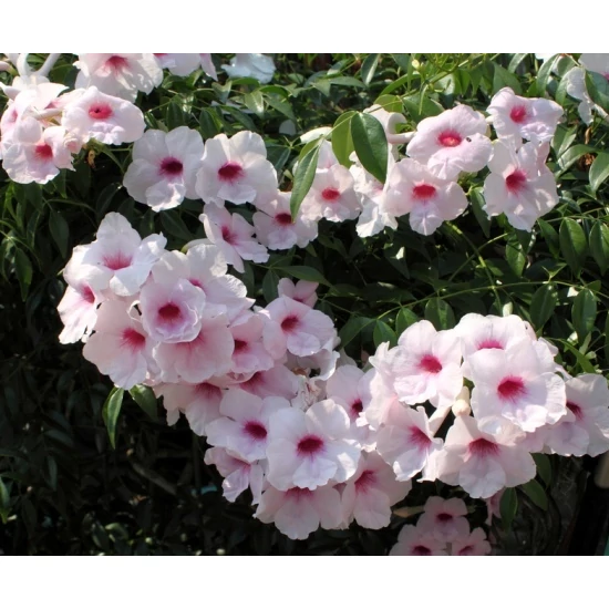 Lugasszépe   PANDOREA JASMINOIDES PIRAMIDE 40/50 K2