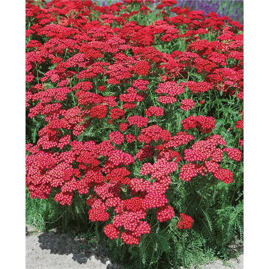 Közönséges cickafark ACHILLEA MILLEFOLIUM KIRSCHKÖNIGIN K1,5   