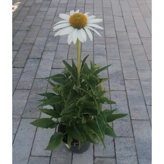 Bíbor kasvirág ECHINACEA PURPUREA COMPACT WHITE CS13