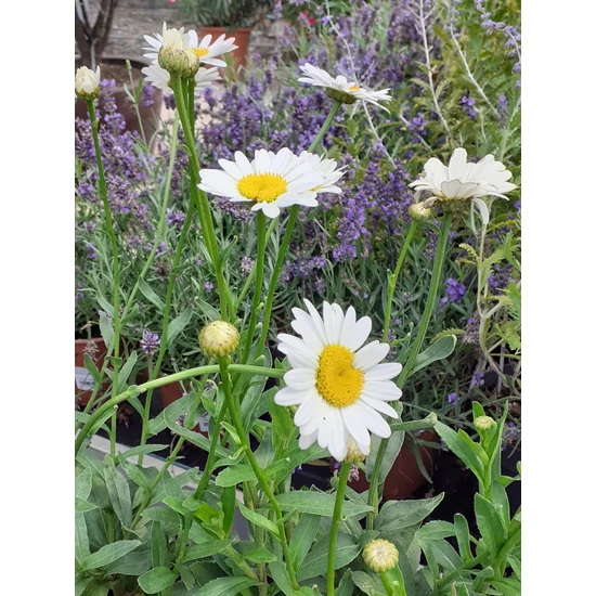 Évelő margaréta LEUCANTHEMUM BECKY CS15