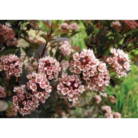 Törpe hólyagvessző   PHYSOCARPUS OPULIFOLIUS LITTLE DEVIL 20/30 K2