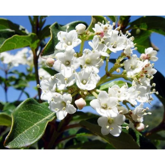 Téli bangita   VIBURNUM TINUS 30/40 K4,5