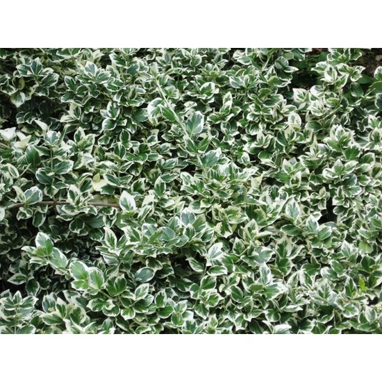Kecskerágó    EUONYMUS FAJTÁK 25/35 CS17