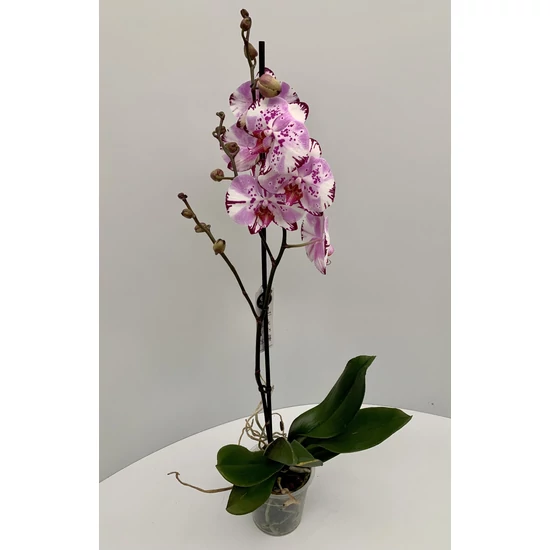Lepkeorchidea PHALAENOPSIS