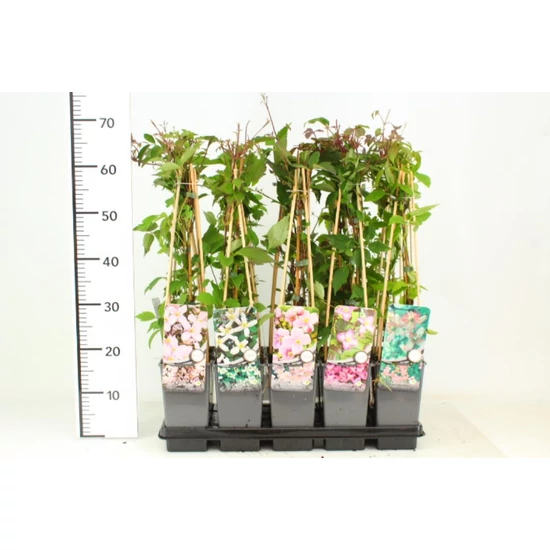 Hegyi iszalag   CLEMATIS MONTANA FAJTÁK 50/60 K2