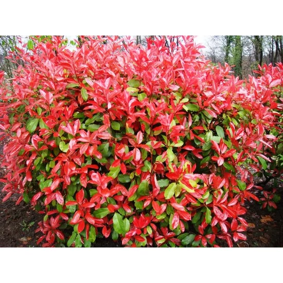 Örökzöld korallberkenye PHOTINIA FRASERI MAGICAL VULCANO 0/20**