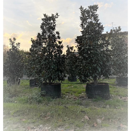 Örökzöld liliomfa   MAGNOLIA GRANDIFLORA GALLISONIENSIS 350/400 K300