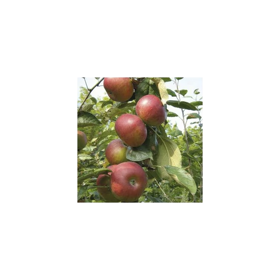 Fekete tányéralma Malus domestica