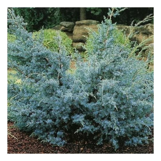 Kék kínai boróka  JUNIPERUS CHINENSIS BLUE ALPS 20/30 K2