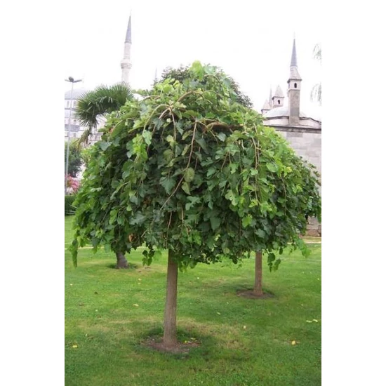 Szomorú eperfa   MORUS ALBA PENDULA K12