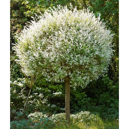 Tarkalevelű japán fűz  SALIX INTEGRA HAKURO-NISHIKI 10/12 T200 K35