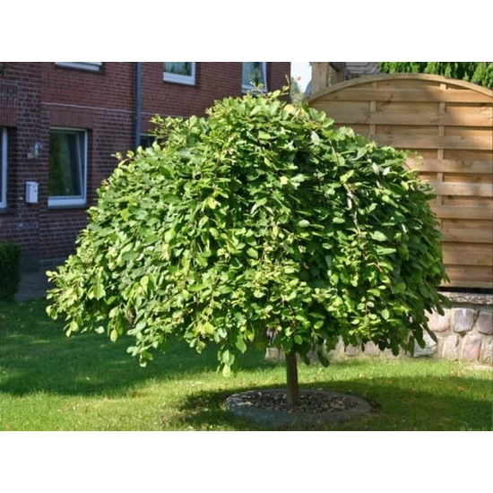 Csüngő barkafűz   SALIX CAPREA PENDULA T160 K7,5