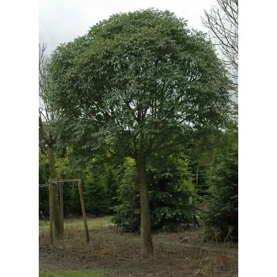 Gömbkőris    FRAXINUS ORNUS MECSEK T200/220 12/14 K35
