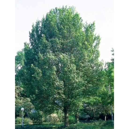 Oszlopos szil   ULMUS LOBEL 10/12 K30