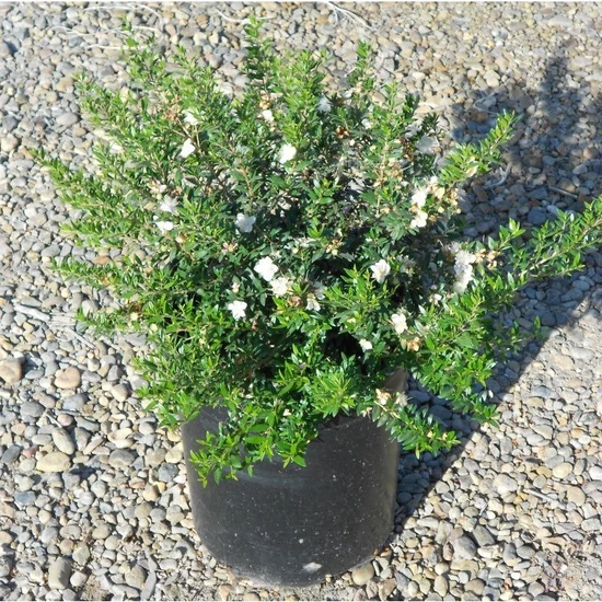 Valódi mirtusz MYRTUS TARENTINA K3
