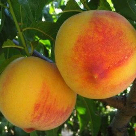 Babygold 7 őszibarack Prunus persica