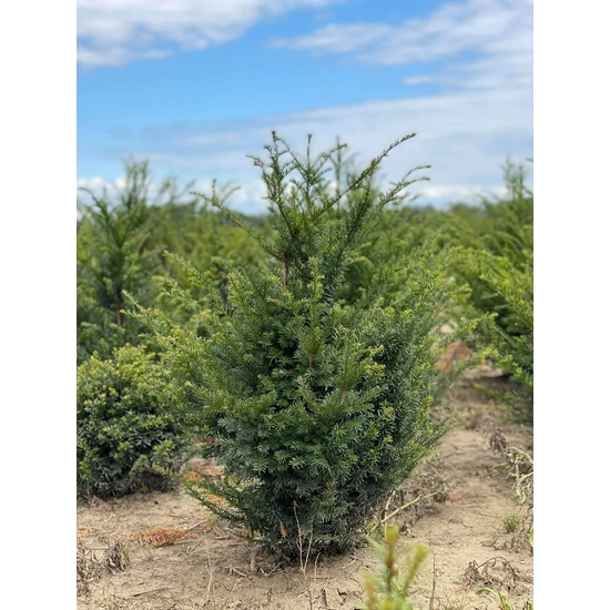 Közönséges tiszafa TAXUS BACCATA 80/100*