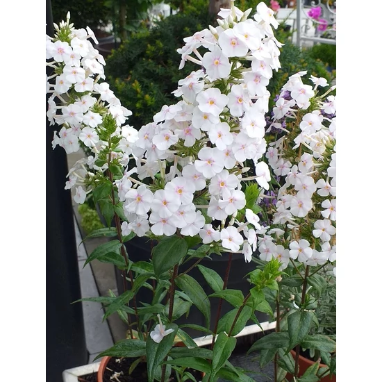 Réti lángvirág PHLOX MACULATA DELTA CS14