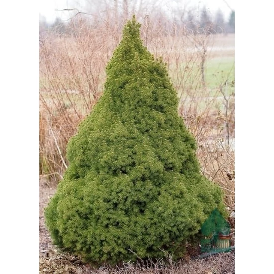 Cukorsüvegfenyő    PICEA GLAUCA CONICA K3