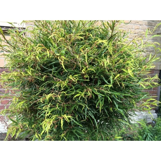 Keskenylevelű törpe bükk  FAGUS SYLVATICA MERCEDES T80 K35
