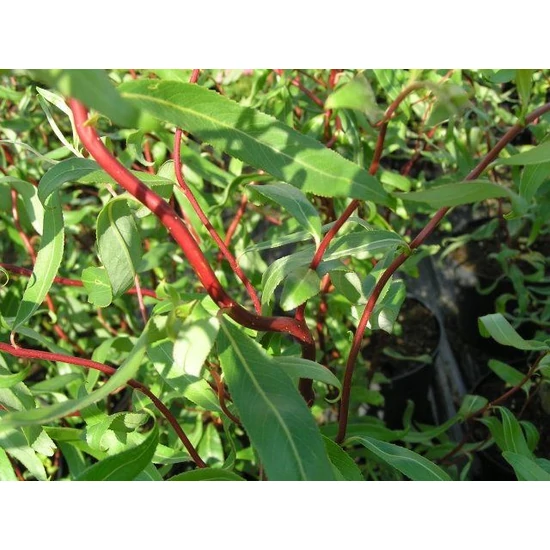Csavartágú fűz   SALIX ERYTHROFLEXUOSA 180/+ K12