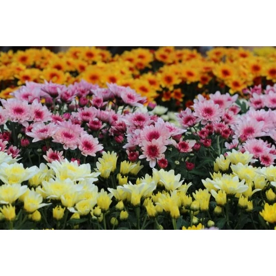 Krizantém CHRYSANTHEMUM CS12