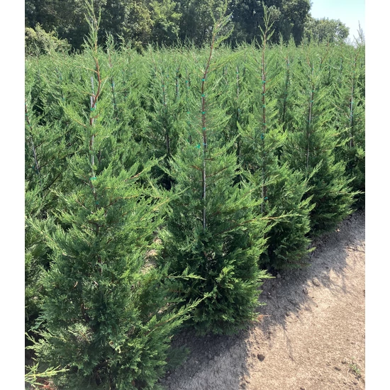 Leyland ciprus CUPRESSOCYPARIS LEYLANDII 200/225 2×I*