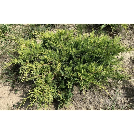 Arany terülő boróka JUNIPERUS MEDIA OLD GOLD 40/60*