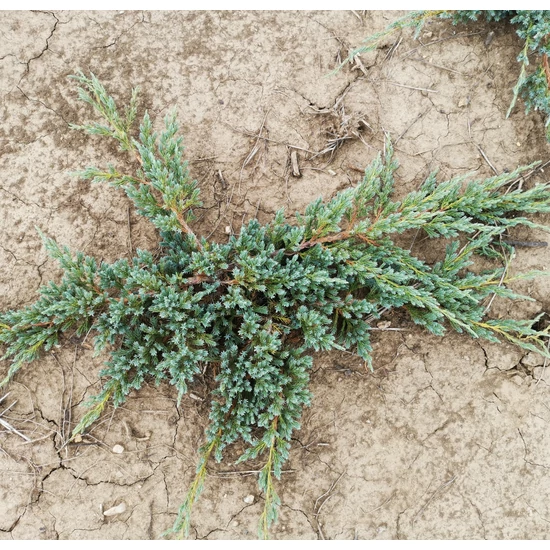 Kék kúszó boróka JUNIPERUS SQUAMATA BLUE CARPET 40/60*
