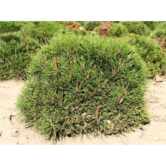 Törpefenyő PINUS MUGO PUMILIO 40/50*