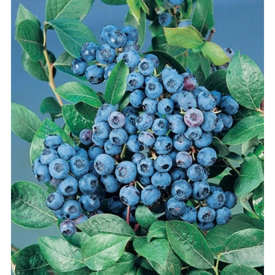 Kék áfonya VACCINIUM CORYMBOSUM BLUECROP K3