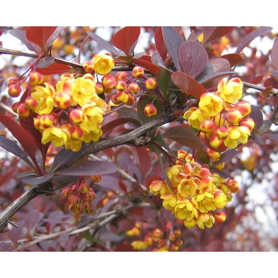 Hibrid vérborbolya   BERBERIS X OTTAWENSIS SUPERBA K2