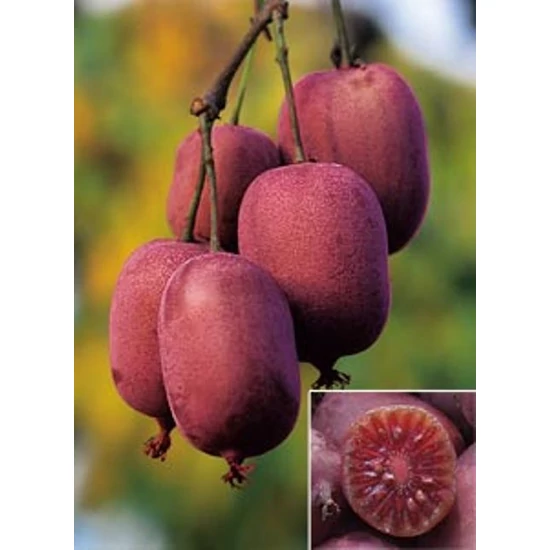 Kens Red japán termős kivi Actinidia arguta