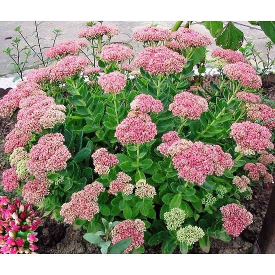 Varjúháj SEDUM AUTUMN CHARM CS14  