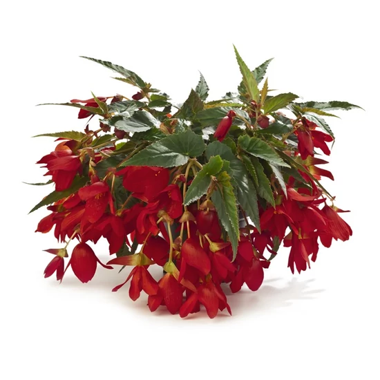 Begónia BEGONIA AKASZTÓS CS19-25