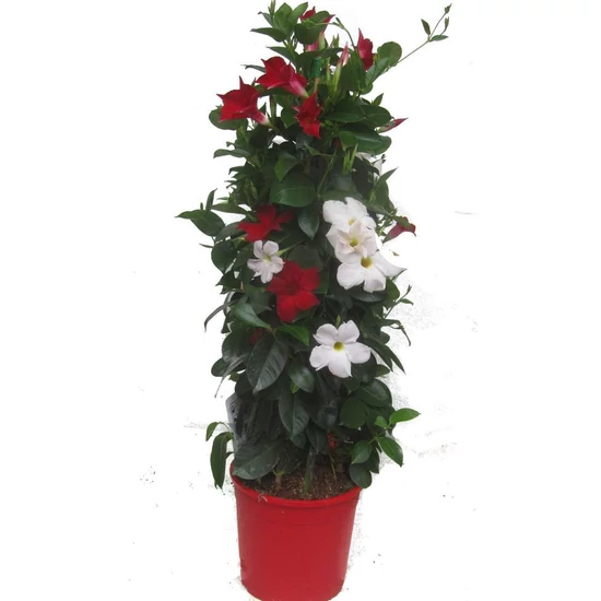 Tölcsérjázmin   SUNDAVILLE PIRAMIS BICOLOR 110CM K9