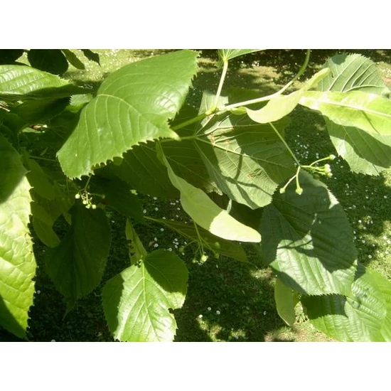 Amerikai hárs   TILIA AMERICANA NOVA 8/10 K35