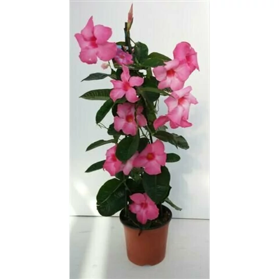Tölcsérjázmin   MANDEVILLA ALICE DUPONT 70CM K4
